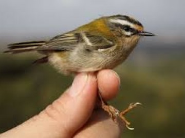 Sessió d’anellament científic d’ocells