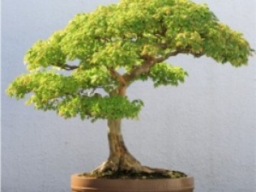 54è Aplec de la Sardana. Inauguració Exposició de bonsais