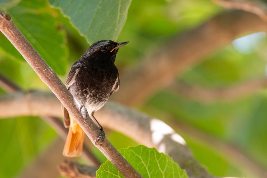 Ocells | © Consorci de les Gavarres